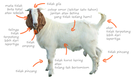 Syarat hewan kambing atau domba boleh digunakan untuk berkurban adalah